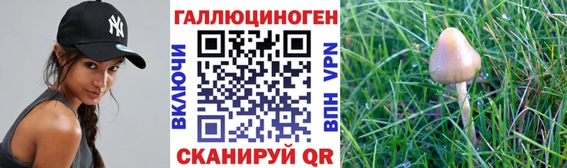 Галлюциногенные грибы Psilocybine cubensis Спас-Клепики